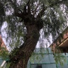 Talar árboles