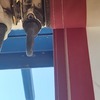 Reparar Toldo