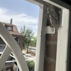 Fumigación o Desinsectación