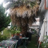 Desbrozar Jardín