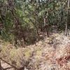 Desbrozar Jardín