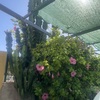 Mantener Jardín