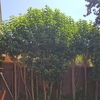 Mantener Jardín