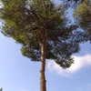 Talar árboles