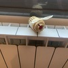 Instalar Radiadores