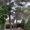 Talar árboles