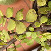 Otros Trabajos De Jardinería