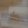 Otros Trabajos De Parquet