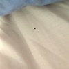 Fumigación o Desinsectación