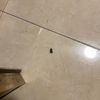 Fumigación o Desinsectación