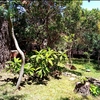 Diseñar Jardín