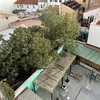 Talar árboles