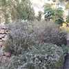 Plantar Cesped