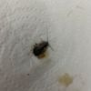 Fumigación o Desinsectación