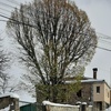 Talar árboles