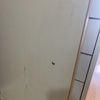 Limpieza Vivienda (1 vez)