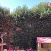Otros Trabajos De Jardinería