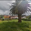 Poda de palmera y acondicionamiento de jardin