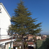 Talar árboles