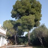 Talar árboles