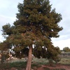 Talar árboles