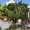 Mantener Jardín