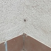 Fumigación o Desinsectación