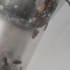 Fumigación o Desinsectación