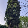 Talar árboles