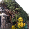 Otros Trabajos De Jardinería
