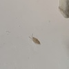 Fumigación o Desinsectación