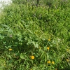 Desbrozar Jardín
