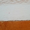 Fumigación o Desinsectación