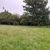 Desbrozar Jardín
