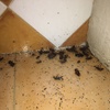 Fumigación o Desinsectación