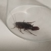 Fumigación o Desinsectación