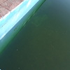 Limpieza puntual de piscina
