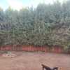 Mantener Jardín