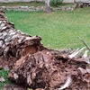 Otros Trabajos De Jardinería