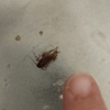 Fumigación o Desinsectación