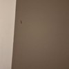 Fumigación o Desinsectación