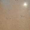 Pulir Suelo Vivienda (Completa)