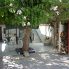 Talar un pino