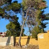 Talar árboles
