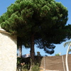 Talar árboles