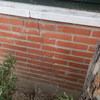 Tala arbol y reparar muro