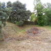 Podar arboles en parcela privada