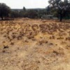 Poner Cerramiento y Cancela en Parcela