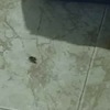 Fumigación o Desinsectación
