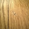 Poner parquet o tarima vivienda (parcial)